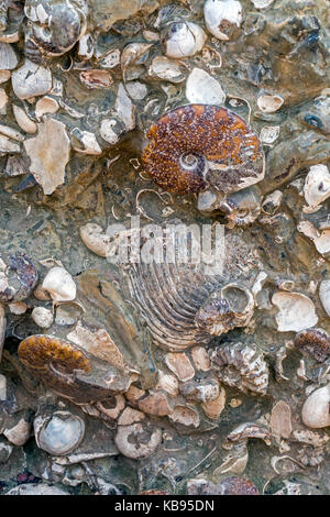 Seashells, nautilus and ammonite shell fossils embedded in rock Stock Photo