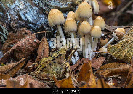 Common frog (Rana temporaria) in front of mica cap / glistening inky cap mushrooms (Coprinellus truncorum / Coprinus micaceus) in autumn forest Stock Photo