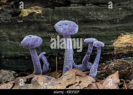 Amethyst deceiver (Laccaria amethystina) mushrooms in autumn forest Amethyst deceiver (Laccaria amethystina) mushrooms in autumn forest