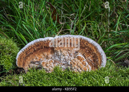 Thin walled maze polypore / blushing bracket (Daedaleopsis confragosa / Trametes rubescens) Stock Photo