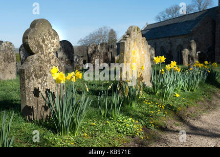 Old, worn gravestones in Dartmoor Churchyard, spring sunshine, blue skies and daffodils, Church of St Michael the Archangel Chagford in background Stock Photo