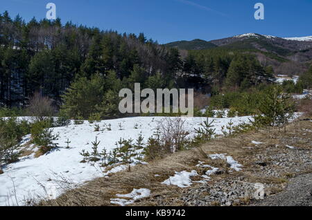 Magnetic winter scene on mixed forest in Vitosha mountain, Bulgaria