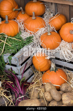 Pumpkin and potato display at Daylesford Organic farm shop autumn festival. Daylesford, Cotswolds, Gloucestershire, England Stock Photo