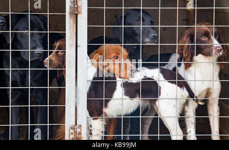 Gun dogs / Working dogs in a cage at the Flintham Show, Nottinghamshire, England Stock Photo