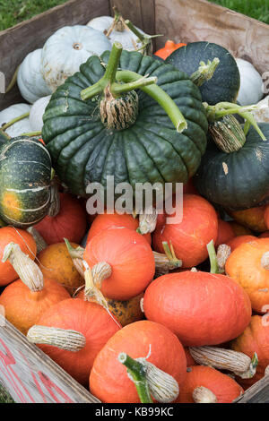 Pumpkin, gourd and squash display at Daylesford Organic farm shop autumn festival. Daylesford, Cotswolds, Gloucestershire, England Stock Photo