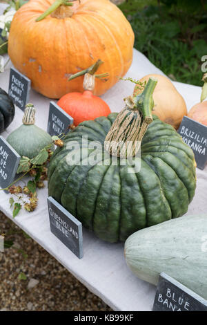 Pumpkin, gourd and squash display at Daylesford Organic farm shop autumn festival. Daylesford, Cotswolds, Gloucestershire, England Stock Photo