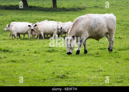 Bos Taurus. British White Cattle in the English countryside. Stock Photo