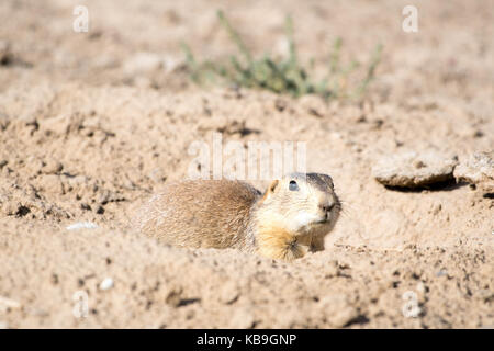 Gunnison's Prairie Dog, (Cynomys gunnisoni), El Malpais National Conservation Area, New Mexico, USA. Stock Photo