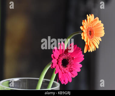 Two Gerberas Stock Photo