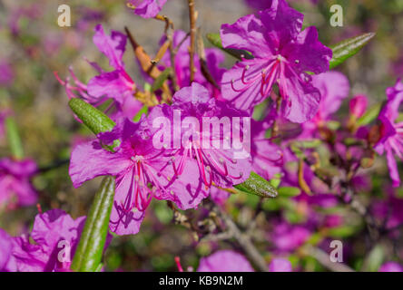 Marsh Labrador Tea, Rhododendron tomentosum, Ledum palustre poisonous ...