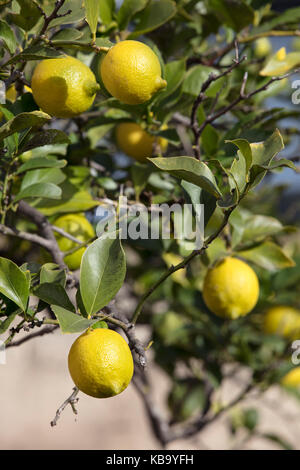 Sicilian lemons on sale Stock Photo - Alamy