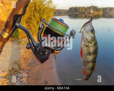 Fish perch on the hook Stock Photo