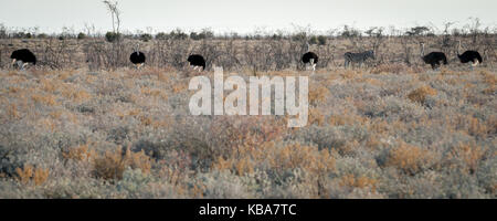 A flock of male ostriches in the bush, Etosha National Park, Namibia
