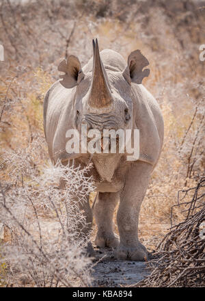 Black rhinoceros eating browse, Etosha National Park, Namibia