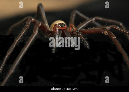 New Zealand Spiders, Sheetweb Spider Stock Photo - Alamy