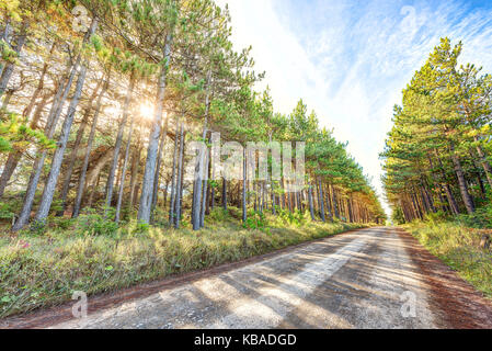 Vanishing dirt paved rocky road through pine tree forest in Dolly Sods, West Virginia in autumn with shadows, sunburst sun, rays bursting through Stock Photo