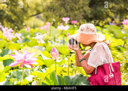 Washington DC, USA - July 23, 2017: Bright white and pink lotus flowers with Asian senior woman taking pictures photos with dslr camera in golden sunl Stock Photo