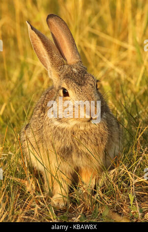 A Cottontail chewing on a blade of grass. Stock Photo