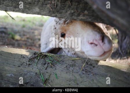 A sheep peeping through a fence at Carriage Hill Metropark Stock Photo