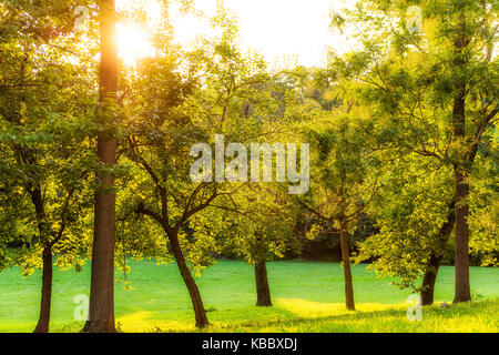 Summer trees on hill in Washington DC park during sunset with sun burst or glade and rays in 23rd and O Streets NW Informal Softball Fields Stock Photo