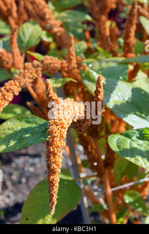 Amaranthus cruentus bronze / brown color flowers Stock Photo