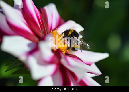Bumblebee (Bombus lucorum) on red and white dahlia.