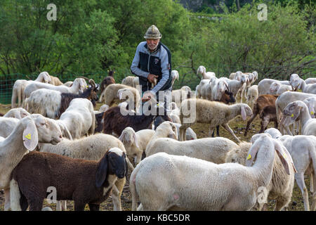 Shepherd and flock of sheep in nature green meadow (Ovis aries), Trentino Alto Adige, northern Italy, Europe Stock Photo
