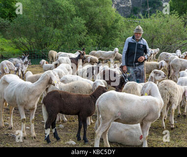 Shepherd and flock of sheep in nature green meadow (Ovis aries), Trentino Alto Adige, northern Italy, Europe Stock Photo