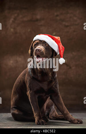 The black labrador retriever sitting with gifts on Christmas Santa hat Stock Photo