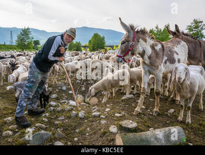 Shepherd and flock of sheep and donkeys in nature green meadow Stock Photo