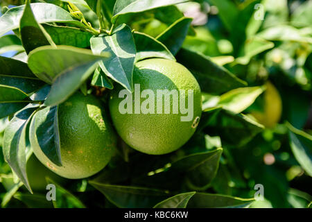 Two Perfectly Round Limes Basking In Sunlight And Hanging From The Tree Stock Photo