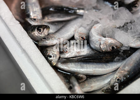 Close-Up Of Piled Up Freshly Caught European Sardines Or Sardina Pilchardus With Red Colored Ice Lined Up For Sale In Greek Fish Market Stock Photo