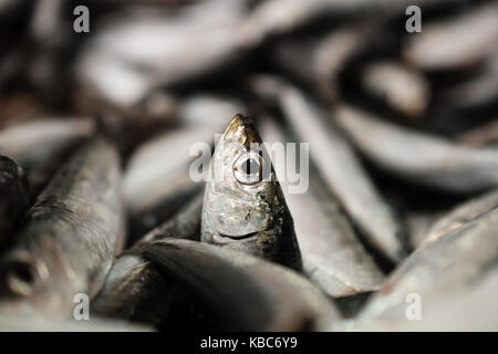 Close-Up Of One European Sardine Or Sardina Pilchardus In A Larger Pile Of Freshly Caught Sardines Lined Up For Sale In Greek Fish Market Stock Photo