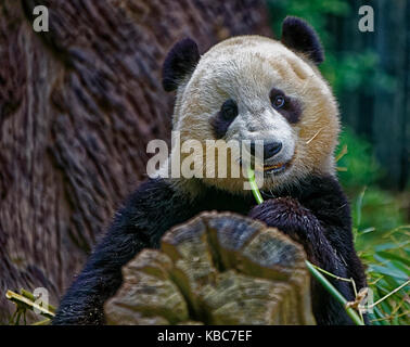 Panda eating bamboo showing face with  blurred background Stock Photo