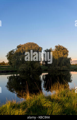 Weeping willow trees at a pond, Home Park, Hampton Wick, Richmond upon Thames, Surrey, England, UK Stock Photo