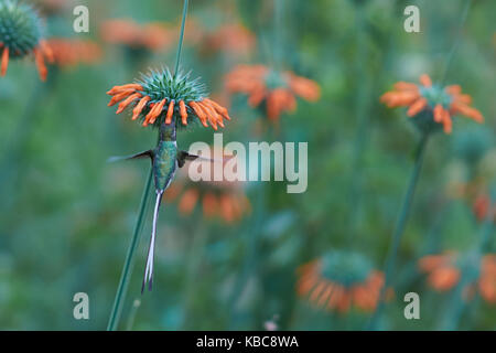 Peruvian Sheartail Hummingbird (Thaumastura cora) in flight, feeding on orange flowers at the Hummingbird Sanctuary in the Azapa Valley, Arica, Chile Stock Photo