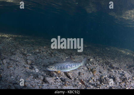 Brown trout in chalkstream Stock Photo