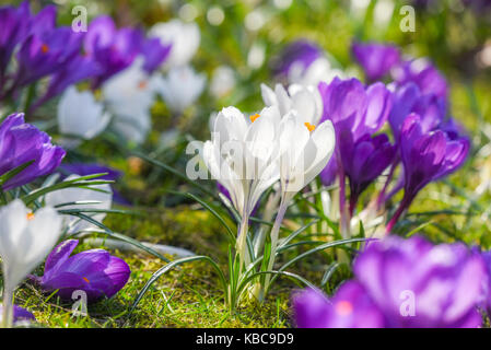 Beautiful color crocuses blooming in spring park in Szczecin Stock Photo