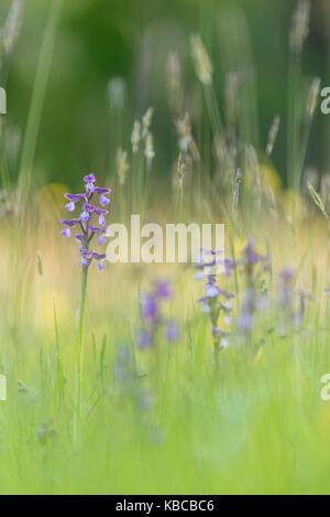 Green-winged orchid (Orchis morio) flowering, growing on meadow in evening sunlight, Marden Meadow Nature Reserve, Kent, UK Stock Photo