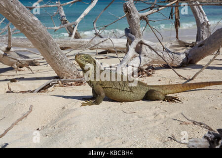 A Turks and Caicos rock iguana (Cyclura carinata), on Little Water Cay, Providenciales, Turks and Caicos, in the Caribbean Stock Photo