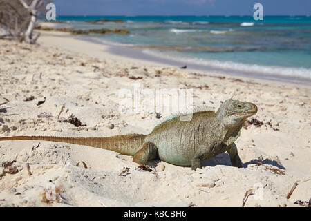 A Turks and Caicos rock iguana (Cyclura carinata), on Little Water Cay, Providenciales, Turks and Caicos, in the Caribbean Stock Photo