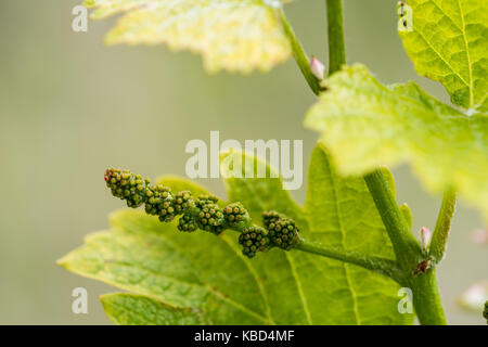 Walk through woods and vineyards Stock Photo