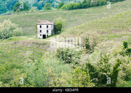 Walk through woods and vineyards Stock Photo