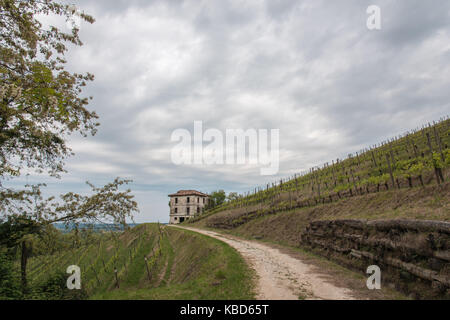 Walk through woods and vineyards Stock Photo