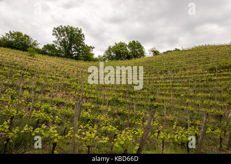 Walk through woods and vineyards Stock Photo