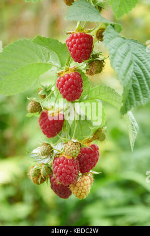 Branch of raspberry with red ripe and unripe berries Stock Photo