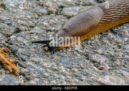 Spanish slug on a road Stock Photo