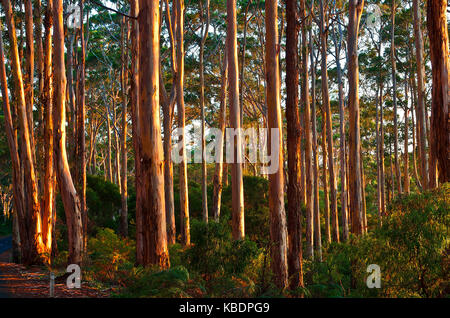 Forest of Karri (Eucalyptus diversicolor) in Boranup Karri Forest, Leeuwin-Naturaliste National Park, Western Australia, Australia Stock Photo