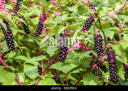 American Pokeweed ripening berries and leaves, Phytolacca americana Stock Photo
