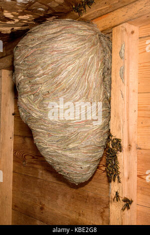 Wasps' nest in garden shed Stock Photo: 6774043 - Alamy